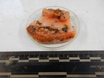 Media type: image; Invertebrate Zoology 139233